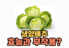 생양배추 효능과 부작용, 칼로리와 먹는법